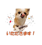 いろはロングコートチワワver.2（個別スタンプ：2）