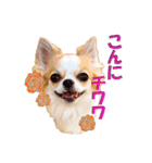 いろはロングコートチワワver.2（個別スタンプ：3）