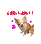 いろはロングコートチワワver.2（個別スタンプ：5）