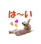 いろはロングコートチワワver.2（個別スタンプ：9）
