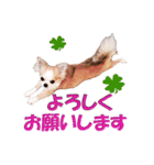 いろはロングコートチワワver.2（個別スタンプ：10）