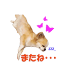 いろはロングコートチワワver.2（個別スタンプ：11）