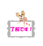 いろはロングコートチワワver.2（個別スタンプ：12）