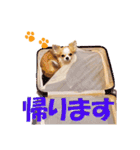いろはロングコートチワワver.2（個別スタンプ：14）