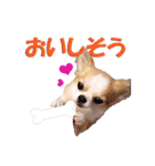 いろはロングコートチワワver.2（個別スタンプ：15）
