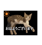 猫 挨拶編（個別スタンプ：1）