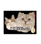 猫 挨拶編（個別スタンプ：17）