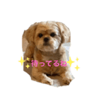 ペキプー★Chama君 3（個別スタンプ：2）