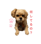 ペキプー★Chama君 3（個別スタンプ：4）