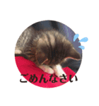 tsuna♥（個別スタンプ：3）