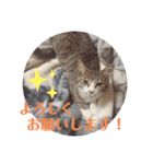 tsuna♥（個別スタンプ：6）