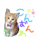 弟のしじみくん（個別スタンプ：3）