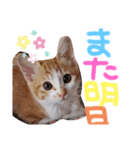 弟のしじみくん（個別スタンプ：10）
