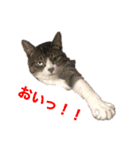 もふもふZOO.2（個別スタンプ：3）