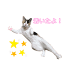 もふもふZOO.2（個別スタンプ：6）