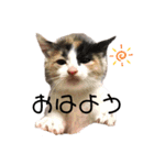 もふもふZOO.2（個別スタンプ：10）
