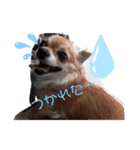 犬れお（個別スタンプ：1）