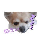 犬れお（個別スタンプ：2）