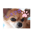 犬れお（個別スタンプ：5）