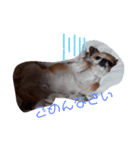 犬れお（個別スタンプ：7）