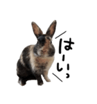 うさぎのテオくん。（個別スタンプ：5）