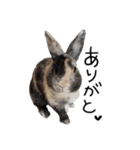 うさぎのテオくん。（個別スタンプ：8）