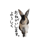 うさぎのテオくん。（個別スタンプ：9）
