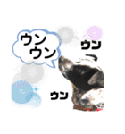 クッキー部長（個別スタンプ：14）