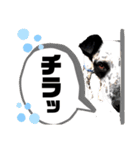 クッキー部長（個別スタンプ：17）