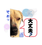 クッキー部長（個別スタンプ：18）