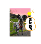 クッキー部長（個別スタンプ：20）