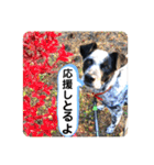 クッキー部長（個別スタンプ：28）