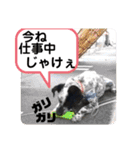 クッキー部長（個別スタンプ：36）