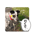 クッキー部長（個別スタンプ：38）