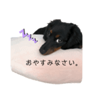 ダックスちゃんスタンプ ー日常編ー（個別スタンプ：3）
