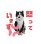T家のどうぶつ（個別スタンプ：5）
