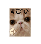 かわいいネコテン（個別スタンプ：1）