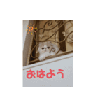 かわいいネコテン（個別スタンプ：2）