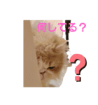 かわいいネコテン（個別スタンプ：3）