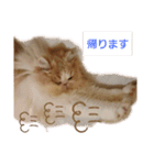 かわいいネコテン（個別スタンプ：8）