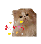 かわいいネコテン（個別スタンプ：11）