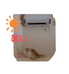 かわいいネコテン（個別スタンプ：12）