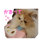 かわいいネコテン（個別スタンプ：13）