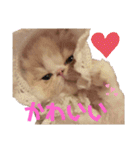 かわいいネコテン（個別スタンプ：14）