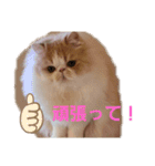 かわいいネコテン（個別スタンプ：15）