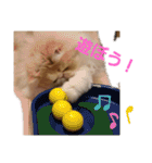かわいいネコテン（個別スタンプ：16）