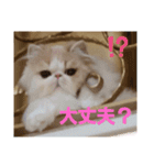 かわいいネコテン（個別スタンプ：17）