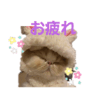 かわいいネコテン（個別スタンプ：18）