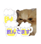 かわいいネコテン（個別スタンプ：19）