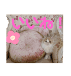 かわいいネコテン（個別スタンプ：20）